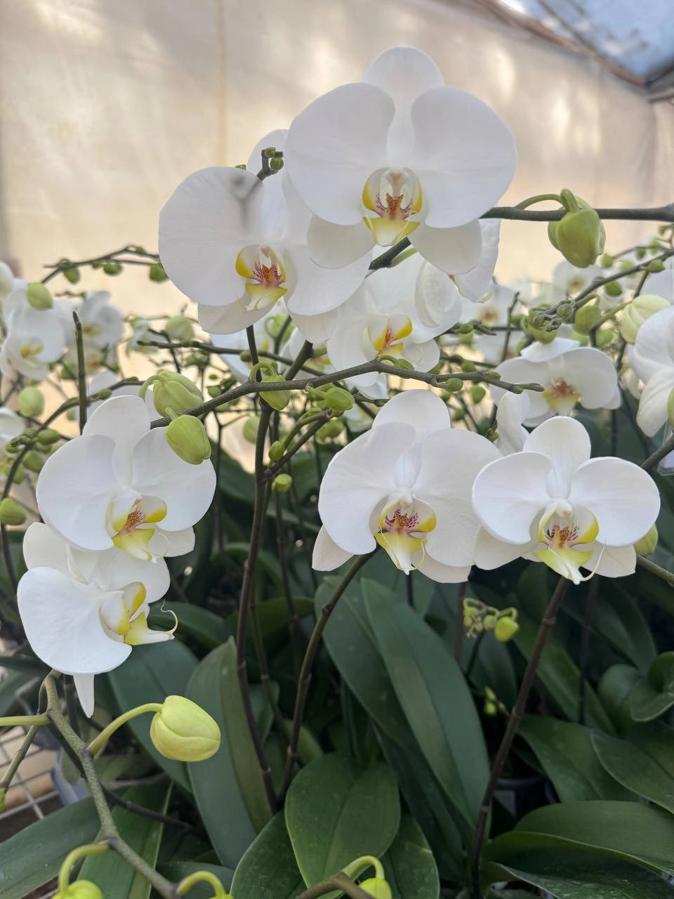 Orquídeas