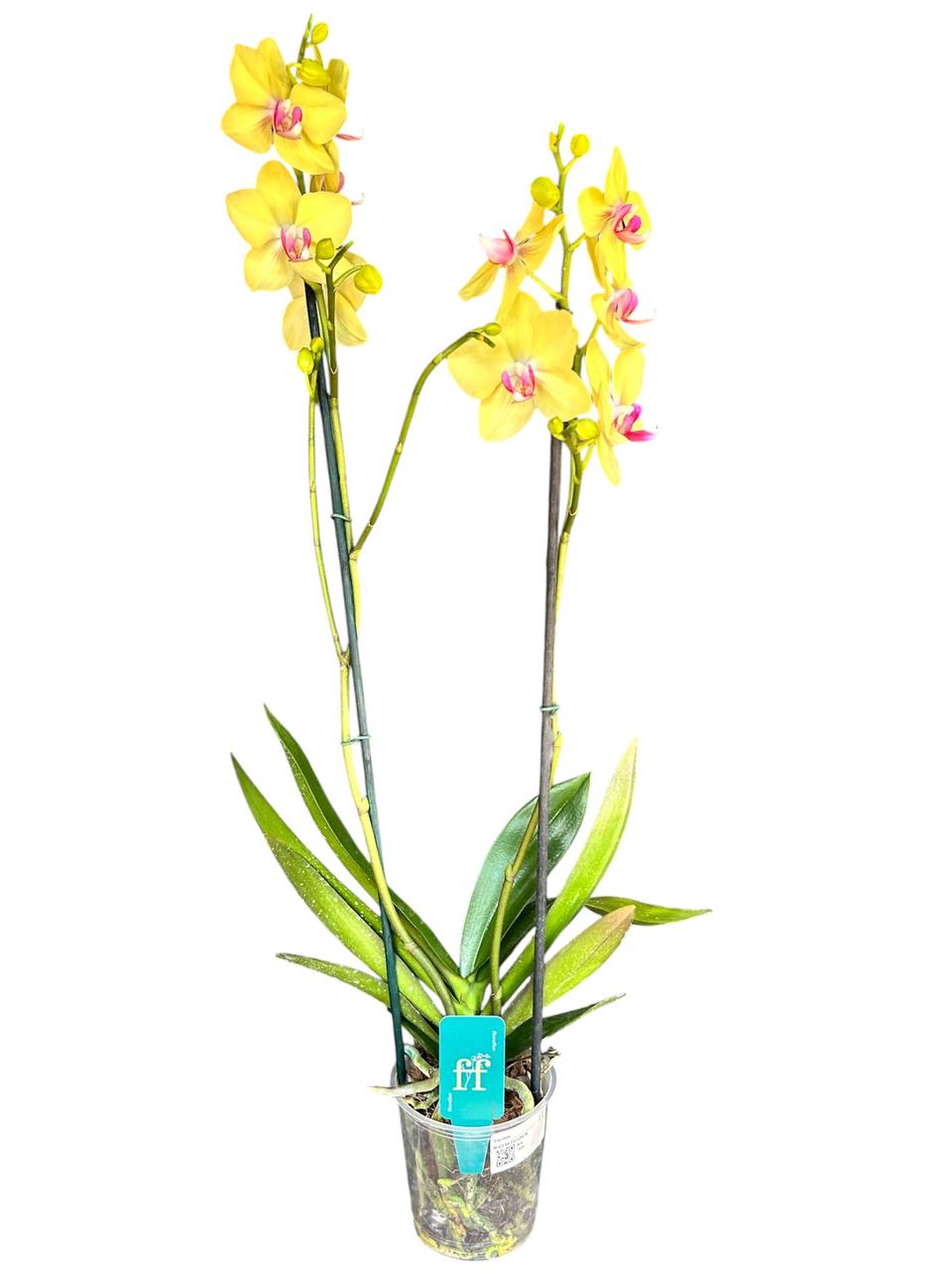 Orquídea phalaenopsis amarilla con centro violeta 1 vara