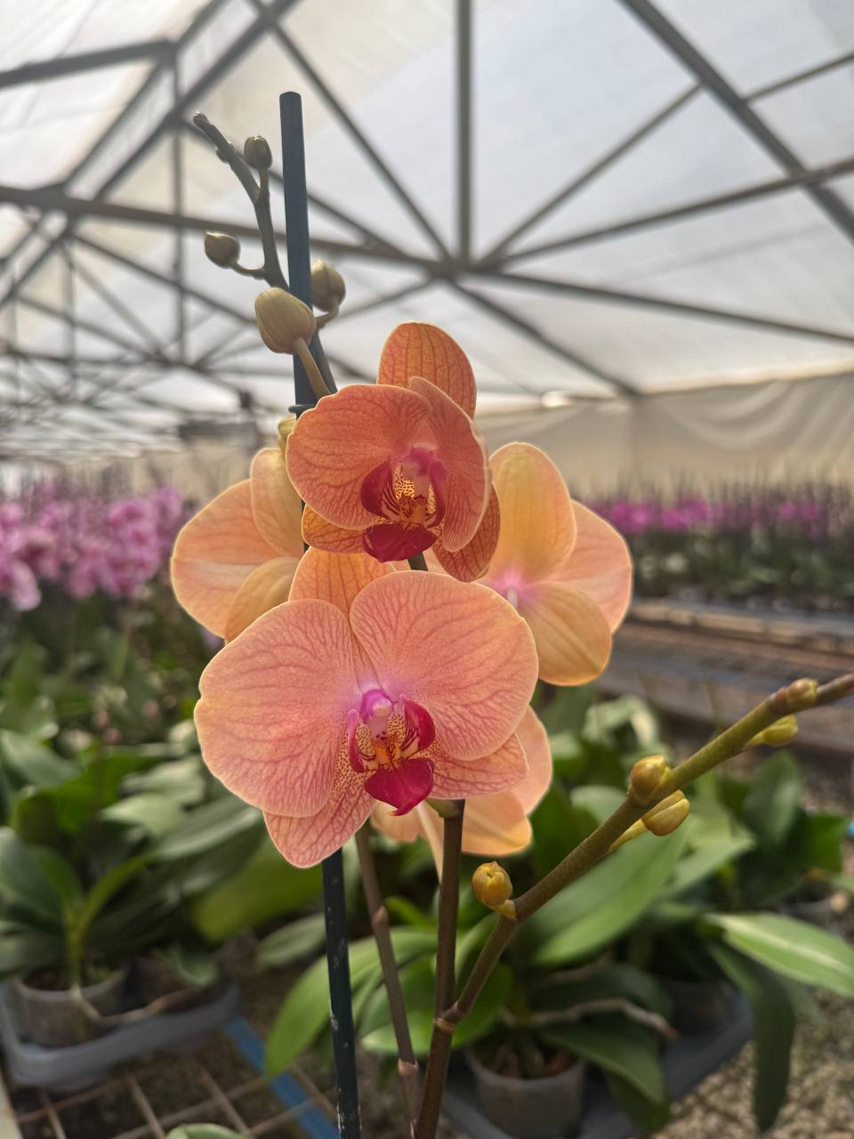 Orquídea phalaenopsis naranja centro rosado 1 vara