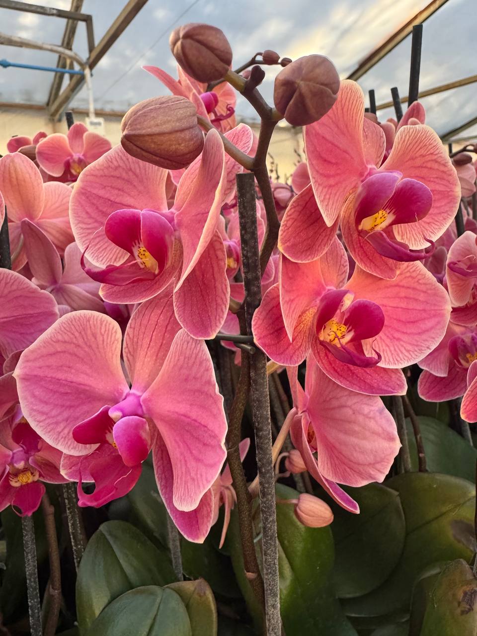 Orquídea phalaenopsis naranja 1 vara