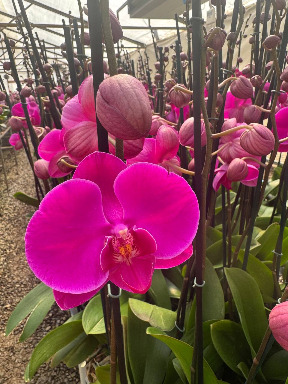 Orquídea phalaenopsis rosada 1 vara