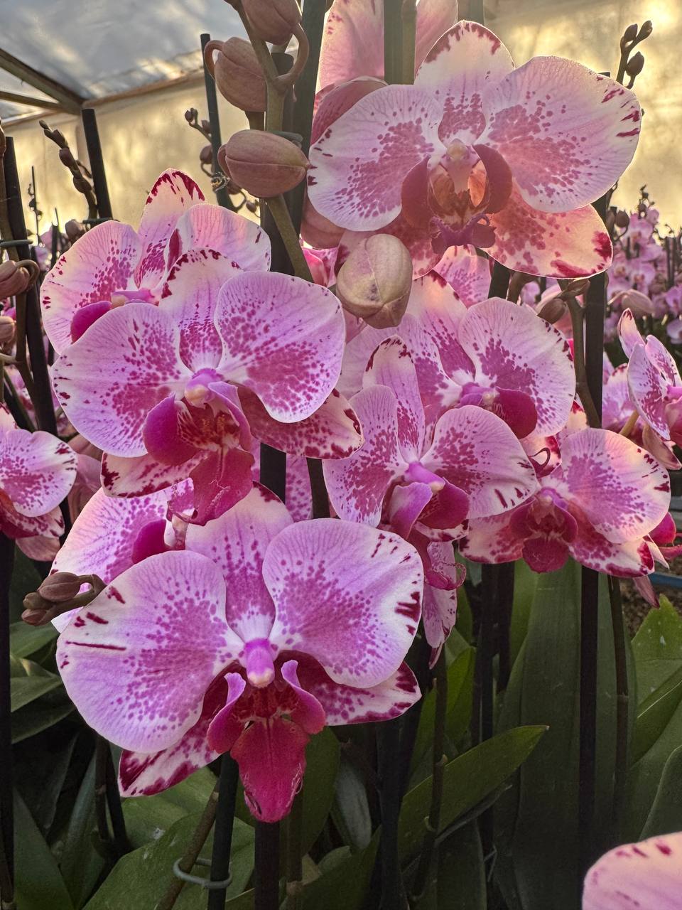 Orquídea phalaenopsis rosada con centro violeta 1 vara