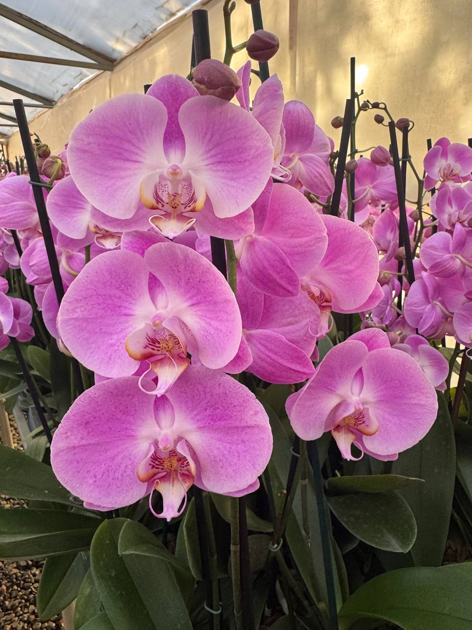 Orquídea phalaenopsis rosada 1 vara