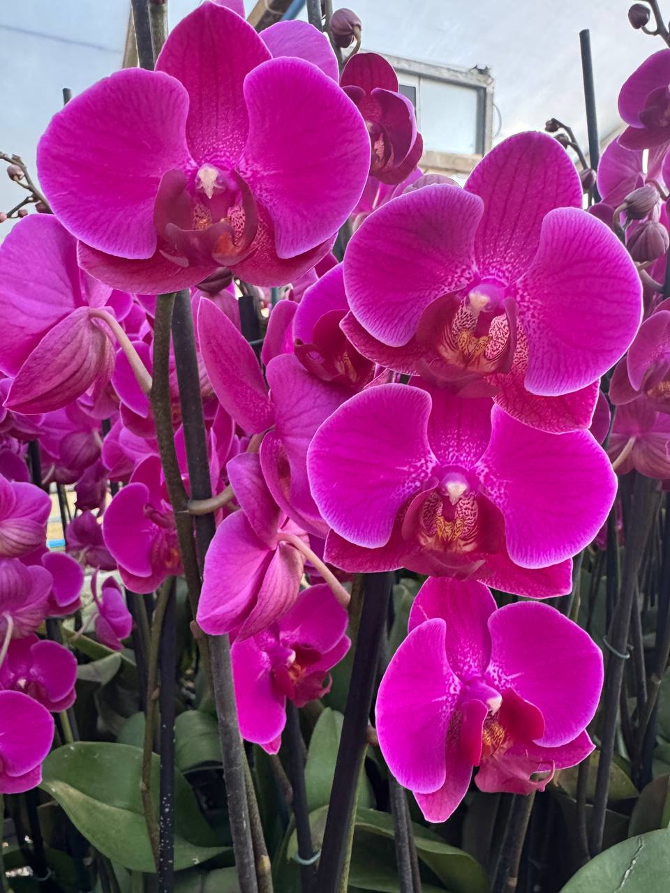 Orquídea phalaenopsis violeta 1 vara